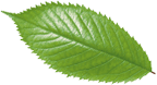 nice leaf